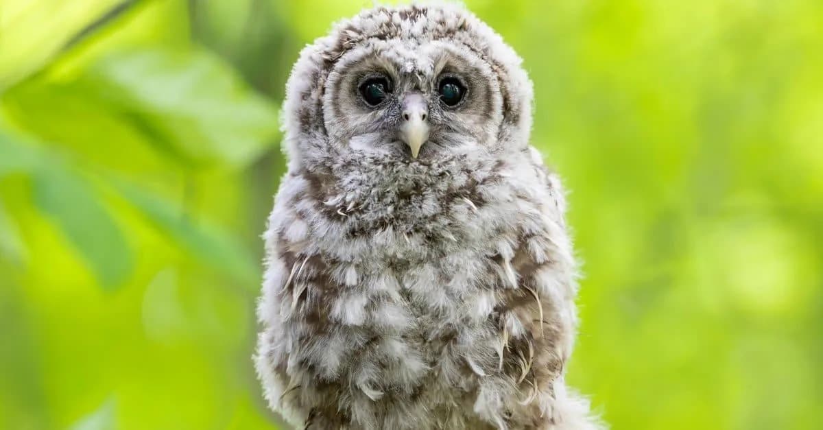 Kontroverzni plan u SAD: Uklanjanje do 450.000 barred sova da bi se spasila northern spotted owl