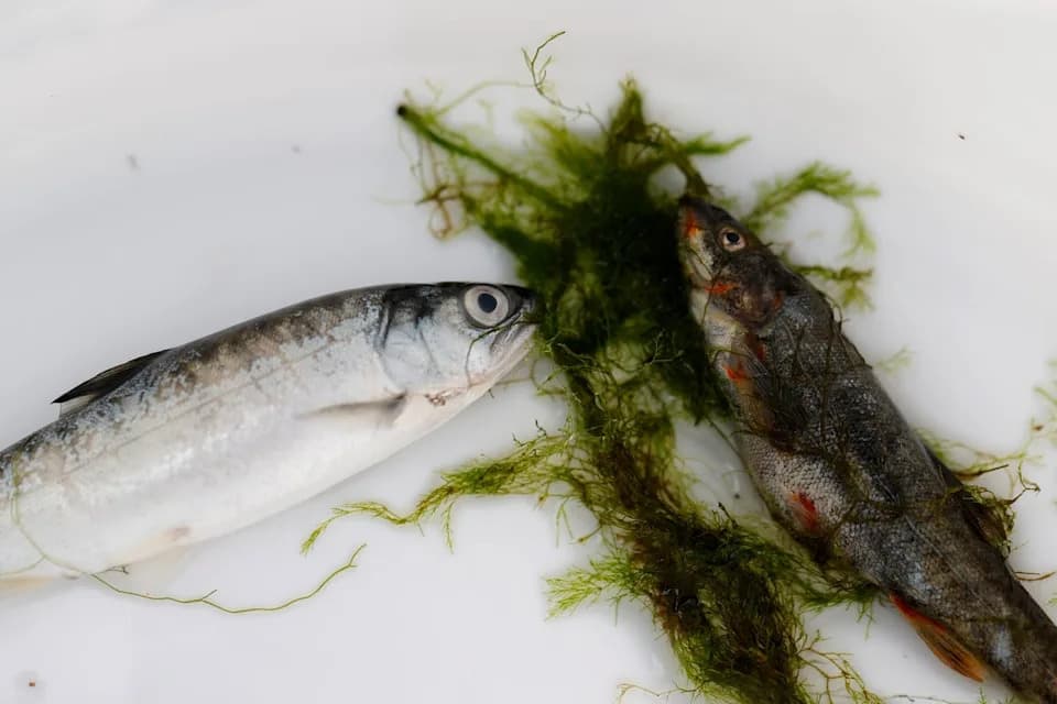 Smrtonosni parazit pogađa Chinook losose u reci Klamath — 46% mladih riba pozitivno