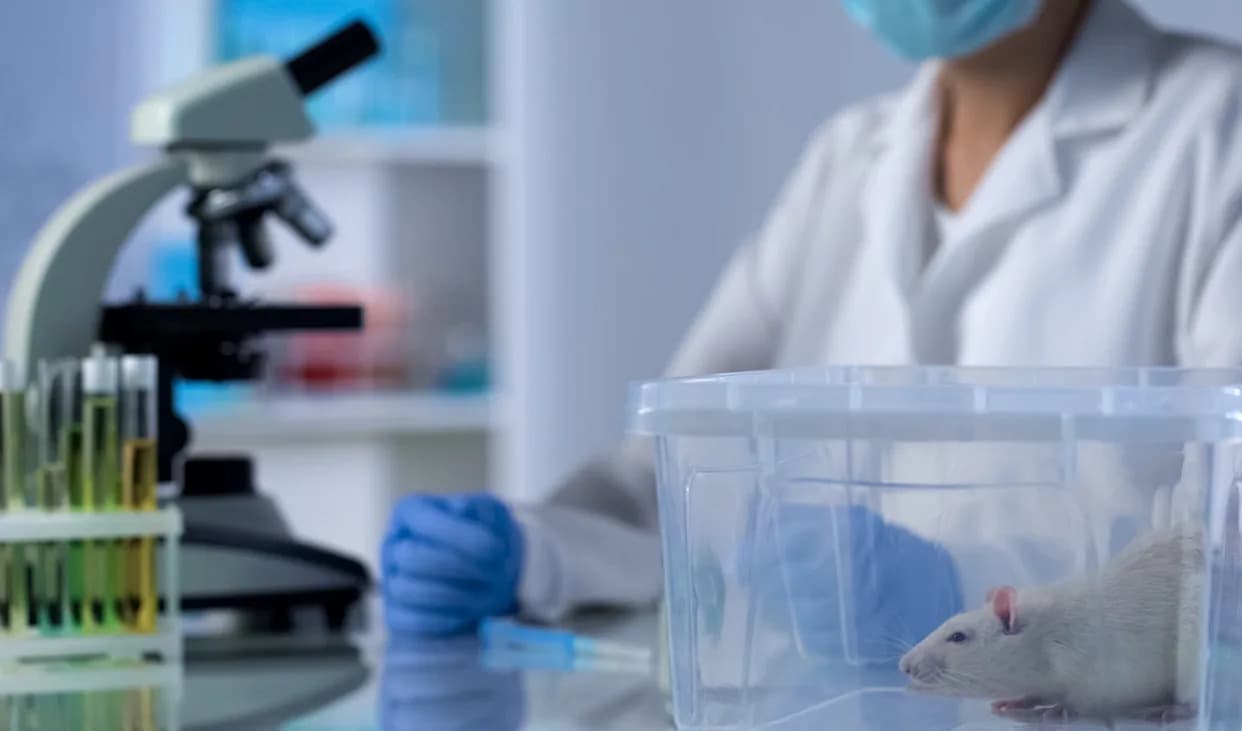 Mikroplastika Pogađa Jetru Jače Uz Masnu Ishranu, Pokazuje Studija Na Miševima