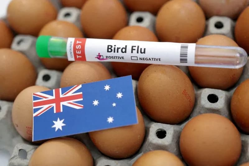 H5N1 U Australiji: Pojačano Testiranje Dok PNG Privremeno Zabrinjava Uvoz Peradi