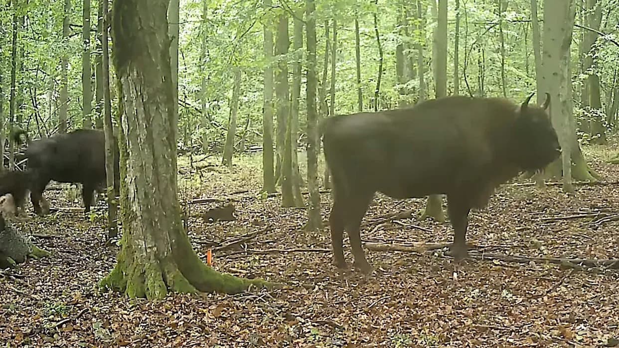 Kamere Zabeležile Vukove Kako Napadaju Zubrino Tele U Białowieži — Prvi Takav Snimak U Poljskoj