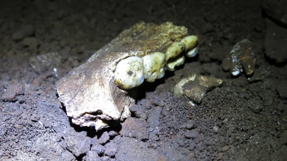 Nova enigma iz Rising Star pećina: svi 20 analiziranih zuba Homo naledi pripadaju ženama