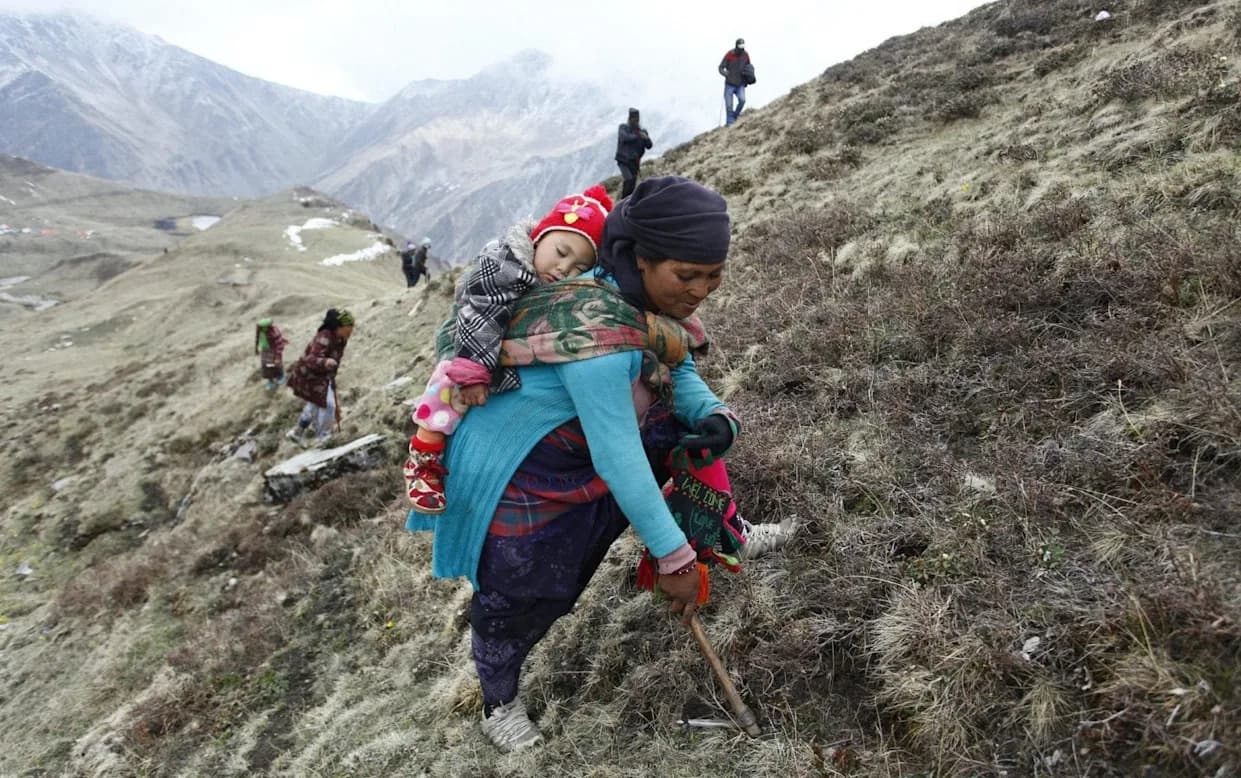Smrtonosna zlatna groznica: Nepalci masovno love 'himalajsku viagru' — profit, opasnosti i rizik od izumiranja