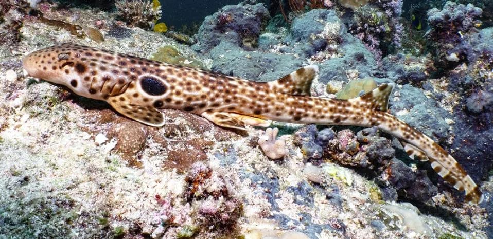 Otkrivena nova deseta vrsta 'hodajuće' ajkule: Hemiscyllium dudgeonae iz Papue Nove Gvineje