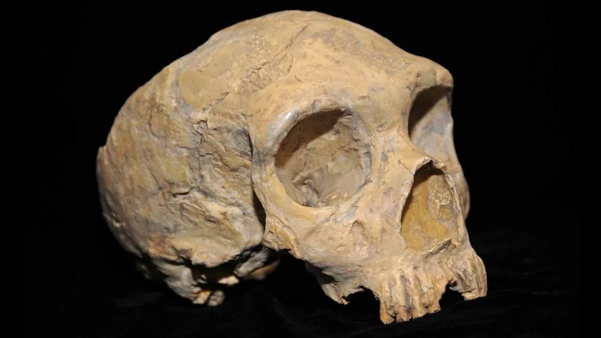 Drevna DNK Otkriva Neočekivano: Poslednji Neandertalci Nisu Bili Masovno Inbredni