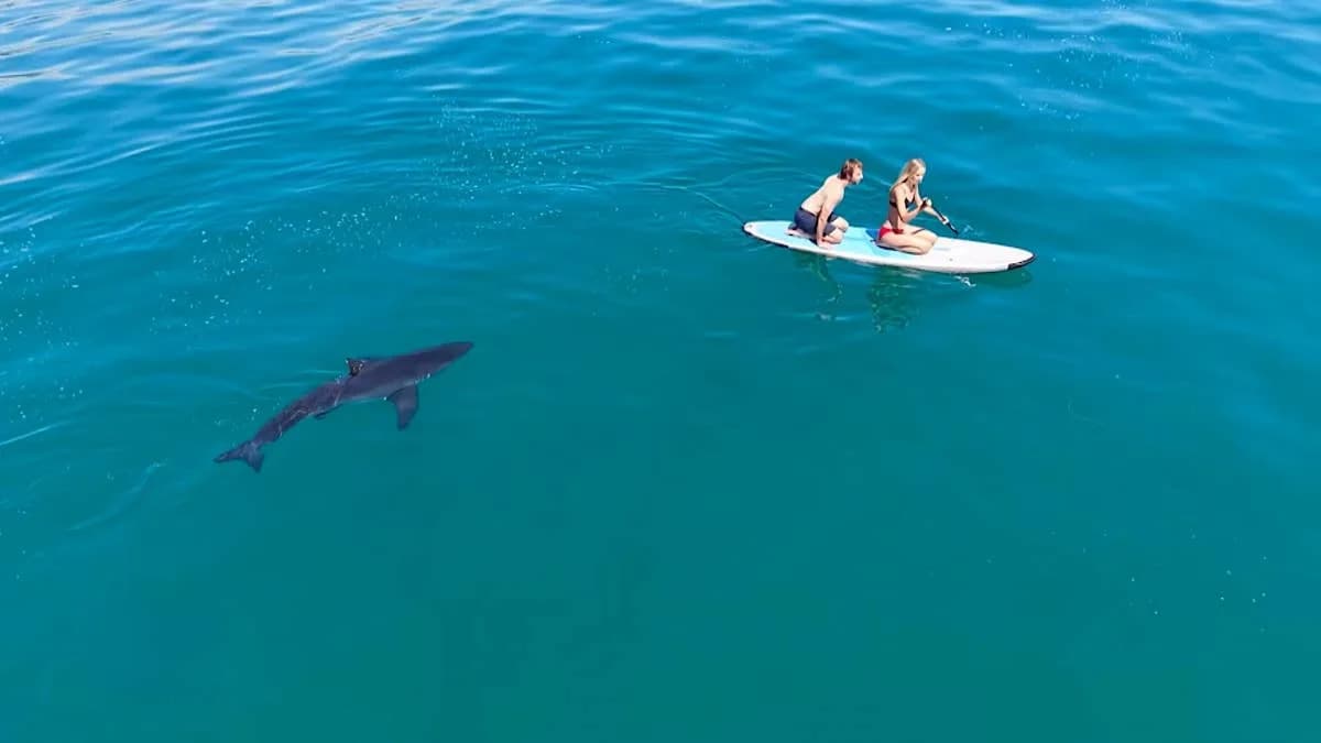 Preblizu Za Udobnost: Velika Bela Ajkula Prati 17-Godišnju Paddleboarderku u Santa Barbari (Video)