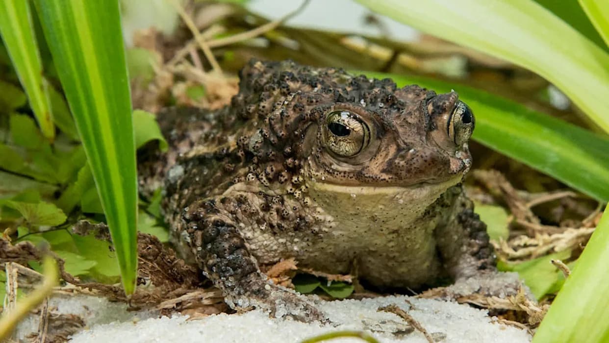 Čikaški zoo poslao rekordnih 12.000+ punoglavaca u Portoriko — ugroženi sapo concho dobija novu šansu