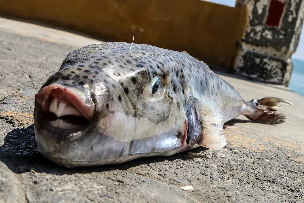 Grčka plaća ribarima 5,33 € po kg da uklone otrovnu "puffer" ribu koja se širi Sredozemljem