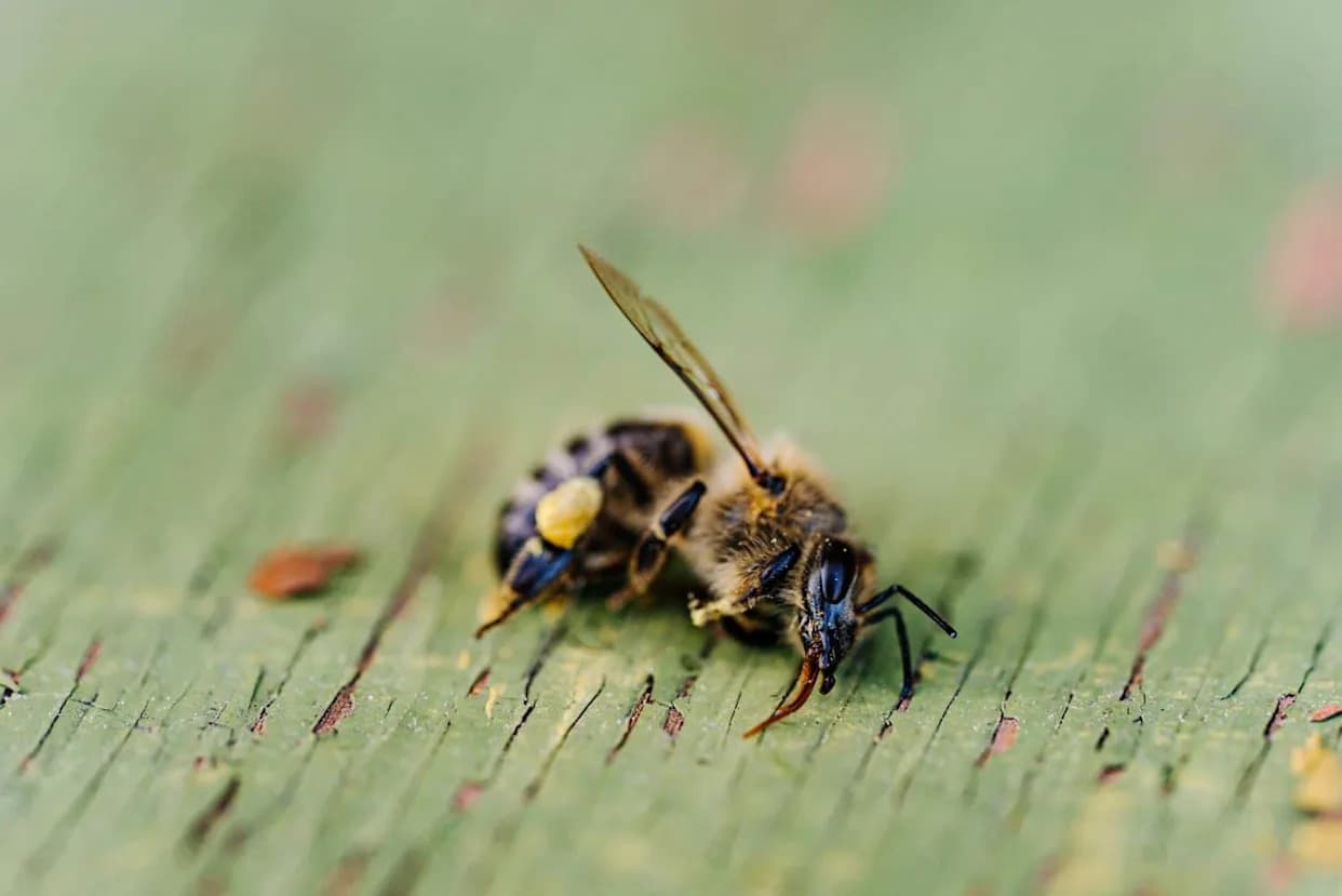 „Bezbedan“ pesticid oštećuje DNK bumbara — nova studija upozorava