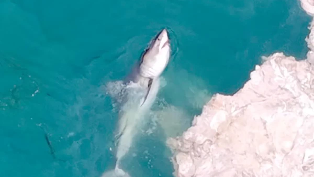 Jato velikih belih ajkula navalilo na leš kita kod Martin's Beacha — snimci dronom