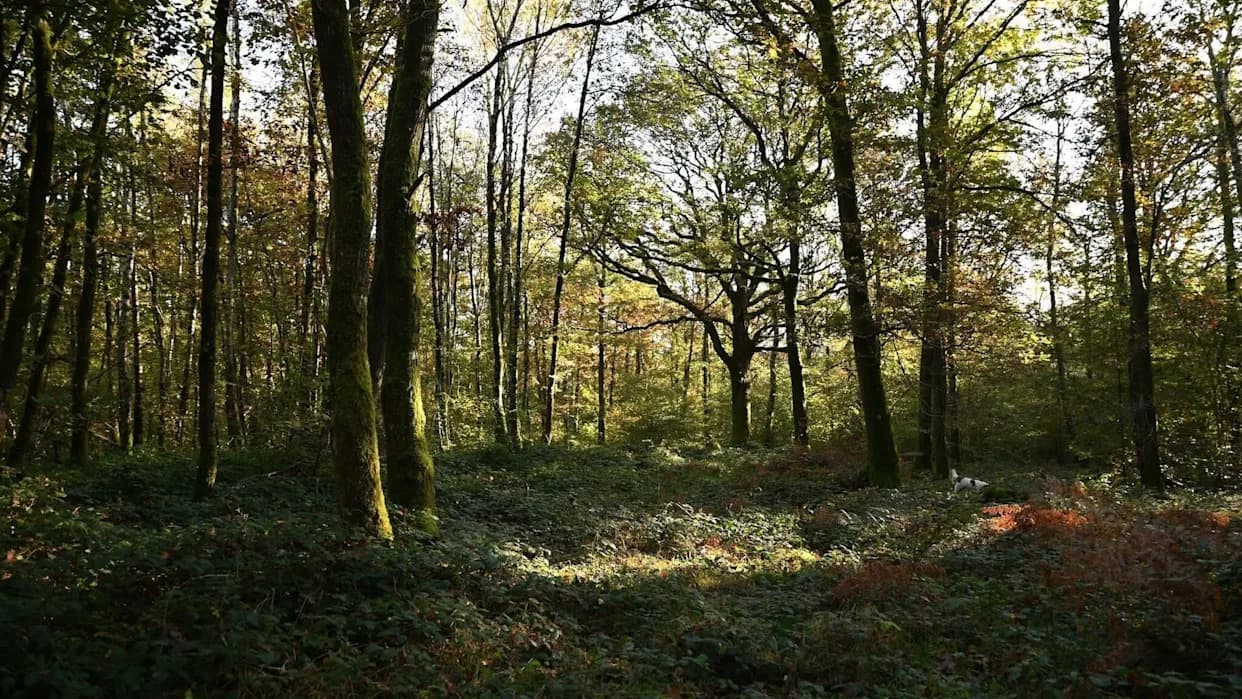Evropa Predstavila 10 „Wilder Parkova“ Od Irske Do Gruzije — 790.000 ha Za Povratak Divljine