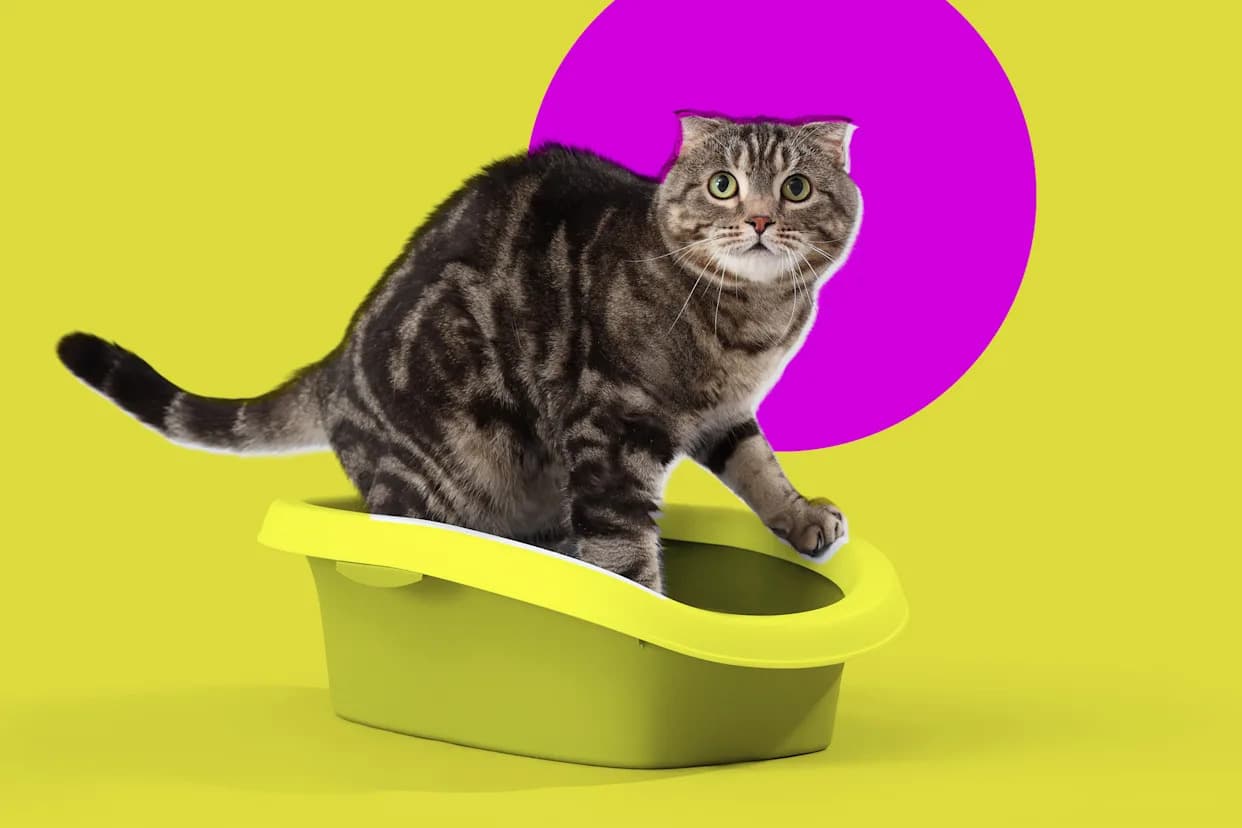 Toxoplasma gondii: Parazit Koji Je Tiho Zarazio Milijarde — Kako Utiče Na Oči i Mozak