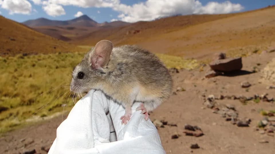 Miševi Na Vrhovima Anda: Kako Phyllotis vaccarum Preživljava Na 6.739 m