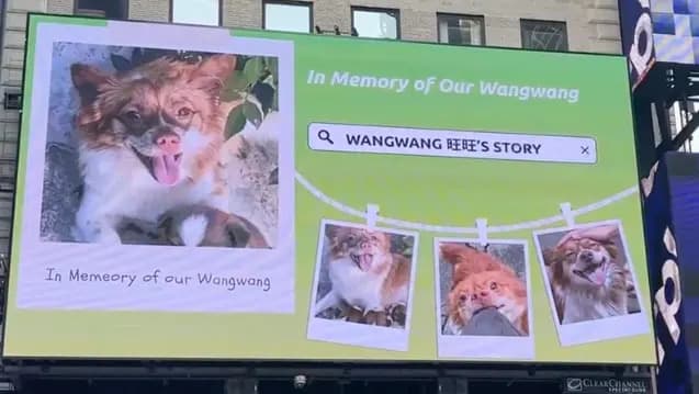 Cenzurisano u Kini: Kako slučaj kujice Wang Wang pokreće borbu protiv zlostavljanja životinja širom sveta