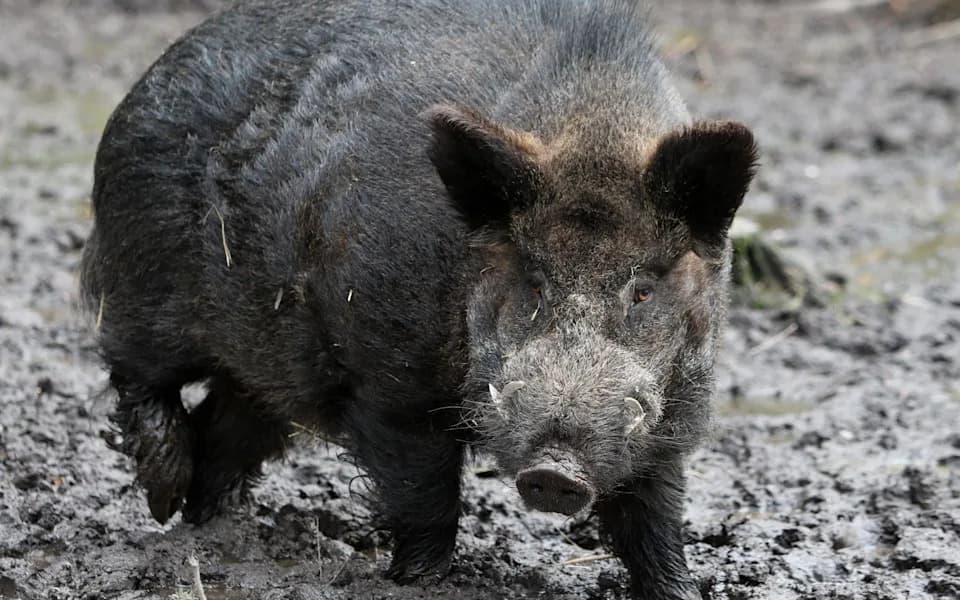 Divlje svinje ponovo prave haos u Britaniji: Farme, tereni i kućni ljubimci ugroženi