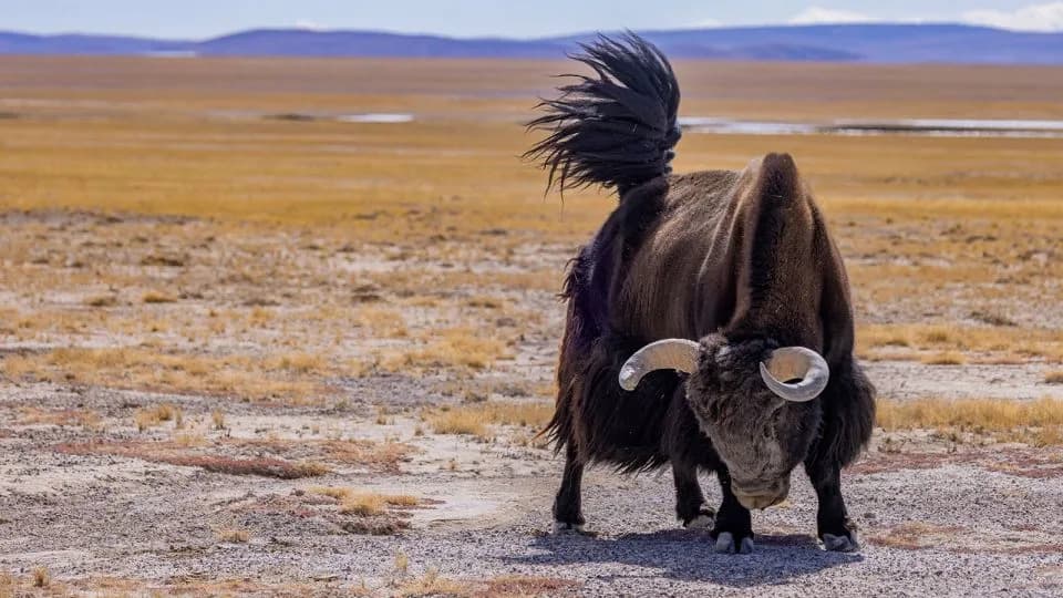 Klonovi jakova u Tibetu: naučni proboj ili etički rizik?