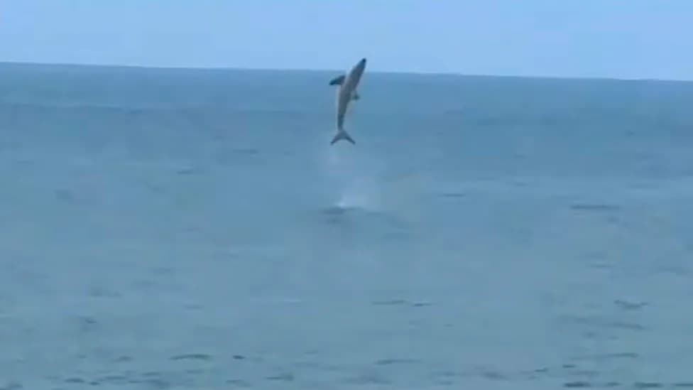 Lebdeći predator: mlada velika bela ajkula iskakala iza bodibordera u Newport Beachu (video)