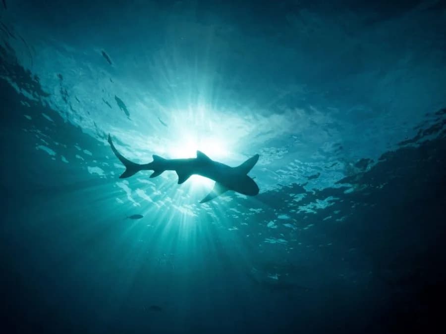 Uočavanja ajkula rastu duž obala SAD dok počinje Shark Week — šta to znači za kupače?
