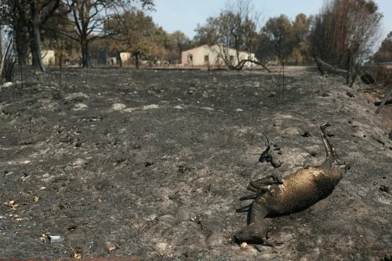 Požari kod Bordoa: Oko 42.000 ha Šuma Izgorelo, Divlje Životinje Su Izložene "Katastrofalnim" Gubicima