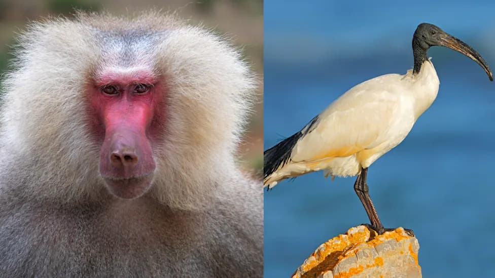 Zašto je Tot ponekad ibis, ponekad babuin? Spektroskopija otkriva vezu sa mesečinom