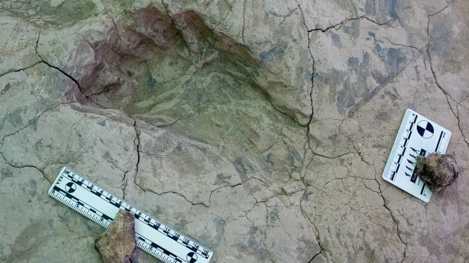 Fosilni otisci iz Koobi Fore menjaju sliku „Nutcracker Mana“ — Paranthropus boisei viši, teži i društveniji nego što se verovalo