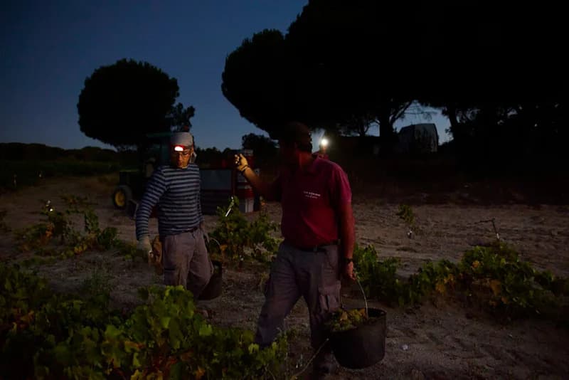 Požari U Sierra de Gredos Uništavaju Istorijske Vinograde — San Gregorio Ozbiljno Oštećen
