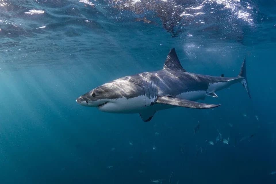 El Niño Menja Ocean: Tropske I Neobične Vrste Stižu Na Kalifornijsku Obalu — „Ajklističko“ Leto I Veći Broj Raža