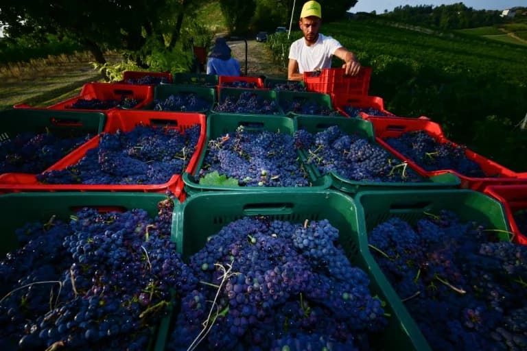 Najranija Berba U Istoriji: Vinogradi U Italiji I Francuskoj Počeli Berbu Već U Julu