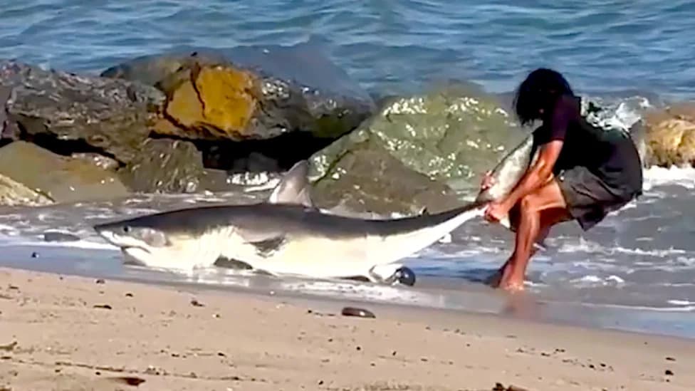 Ribar Stavio Ruke U Usta Ajkule Dugačke 8 Stopа (≈2,4 m) I Vratio Je U More Na Sunset Beachu (Video)