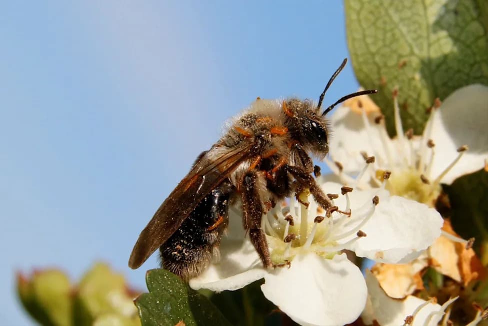 Larve 'masne buve' prave miris cveta iz ničega i varaju divlje pčele — nova hemijska mimikrija (Meloe proscarabaeus)