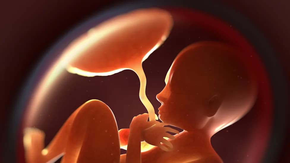 Novi dokazi: Mikroplastika Može Preći Placentu u Laboratorijskom Modelu i Menjati Proizvodnju Hormona