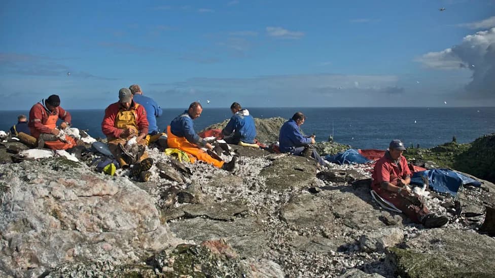 NatureScot Odbio Dozvolu Za Vekovni Guga Lov Na Sula Sgeir — Zabrinutost Za Populaciju Sule