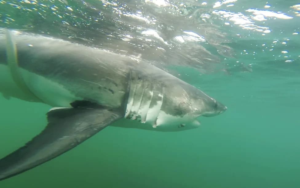 Velike bele ajkule stižu sve dalje na sever — OCEARCH beleži pomeranje ka obalama Atlantske Kanade