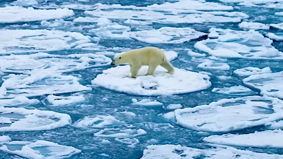 Polarni Medved „Surfa“ Po Pancake Ledu u Arktičkoj Oluji — Hipnotičan Snimak i Alarm Za Klimu