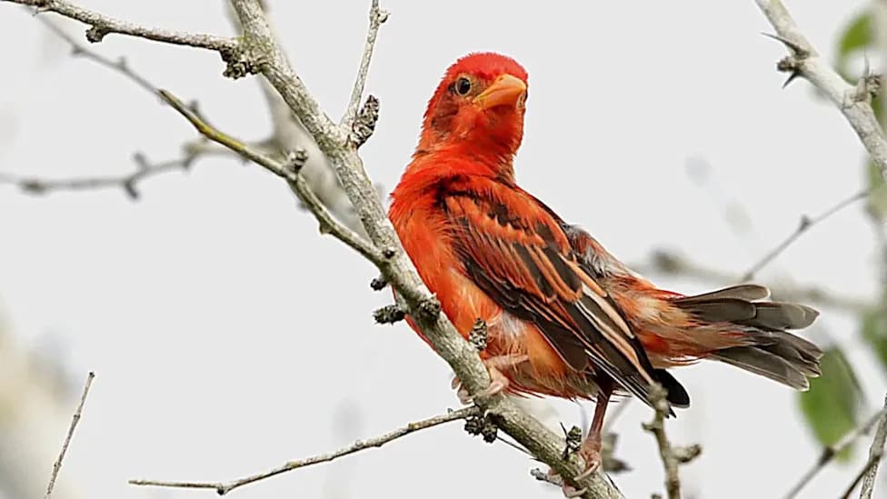 Ponovno Otkriven "Red Weaver" u Boni‑Dodori — Prvo Potvrđeno Viđenje Od 2014.