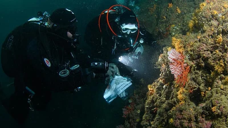 Uhvaćeni krijumčari crvenog korala na Skopelosu: teret procenjen na oko €800.000 i rastuća pretnja populacijama
