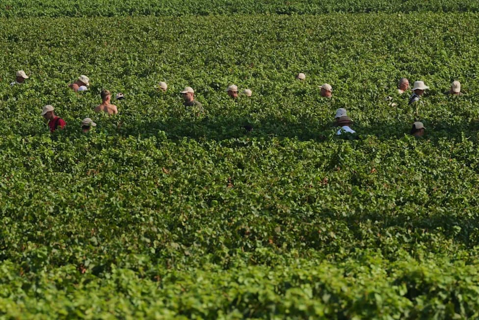 Ekstremne Vrućine Pomeraju Berbu: Franciacorta Počela 10 Dana Ranije, Vinari Bere Noću