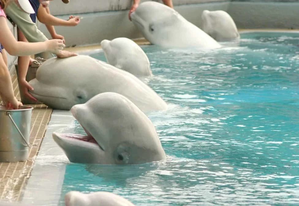Dizalice, Teretnjaci i Veterinari u Vodi: Masovno Spašavanje Beluga iz Marinelanda