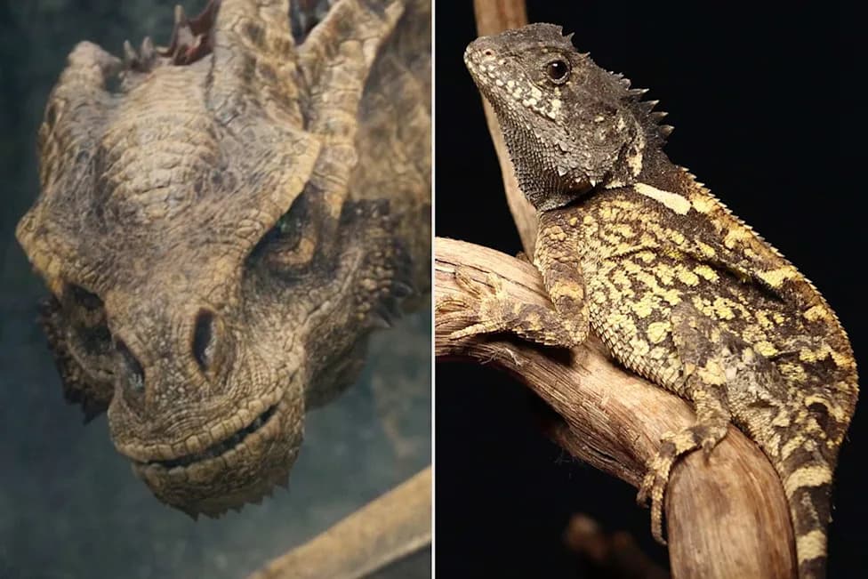 Nova vrsta planinskog „rogatog zmaja” iz Tajlanda nazvana po Syrax iz 'House of the Dragon'