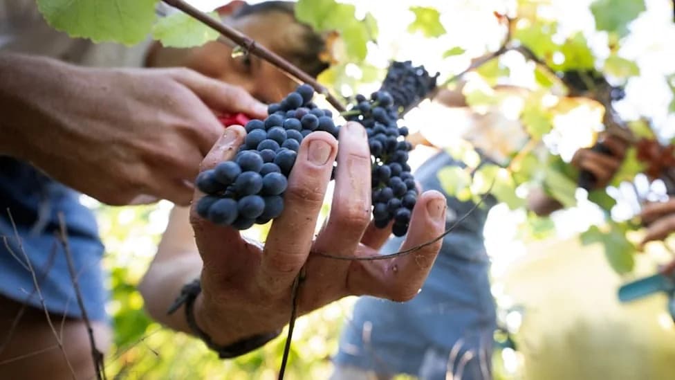 Pinot Noir U Opasnosti: Suše Mretve Za Najbolje Berbe?
