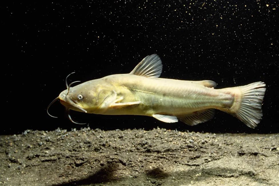 Potvrđen Prenosivi Melanom Kod Somova Brown Bullhead — Da Li Ih Još Uvek Treba Jesti?