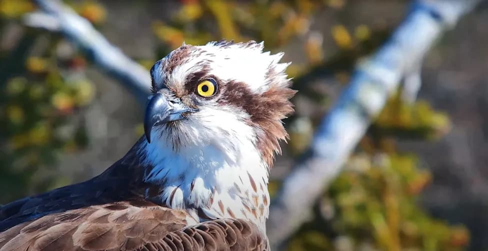 Pionirski parovi ubrzavaju povratak ospreja u Britaniji