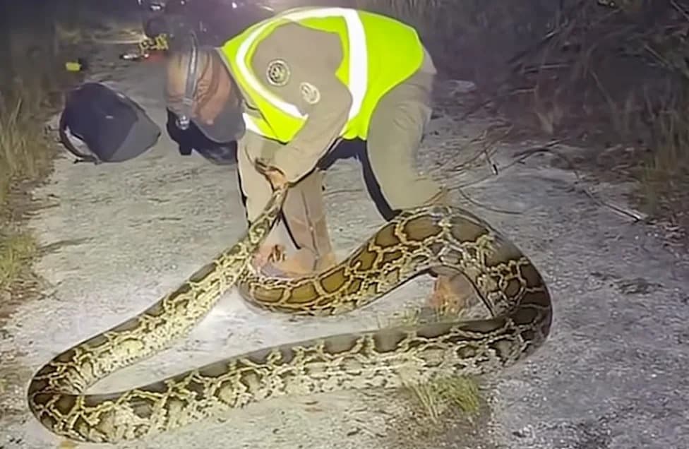 Lovci savladali 5-metarskog 'monstruma': U Evergladesu pronađeno 96 mladunčadi nakon najvećeg ulova na Python Challenge