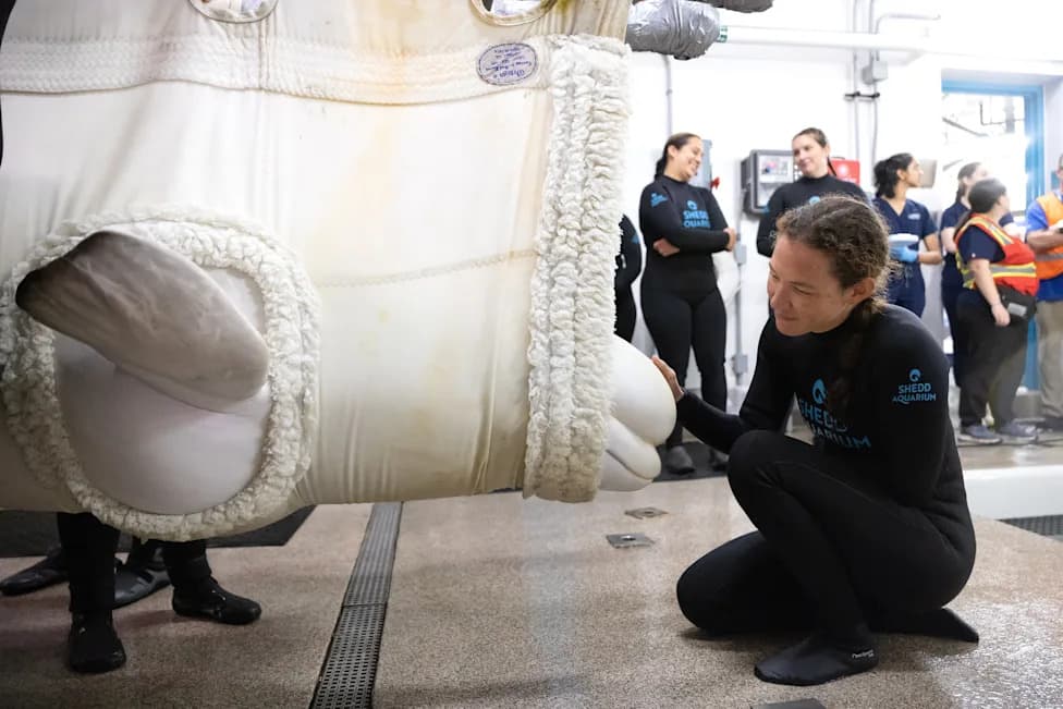 Još Četiri Beluge Preseljene u Shedd Aquarium: Međunarodni Napor Spašavanja Iz Marinelanda