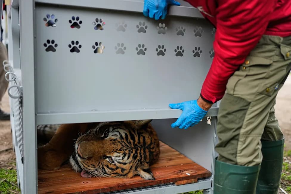 Velika evakuacija: 30 lavova i tigrova iz Luján Zoo kreće ka utočištima u Južnoj Africi i SAD