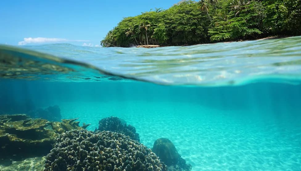 Zlatni koral kod Kostarike otkriva novu granu u evoluciji morskog života