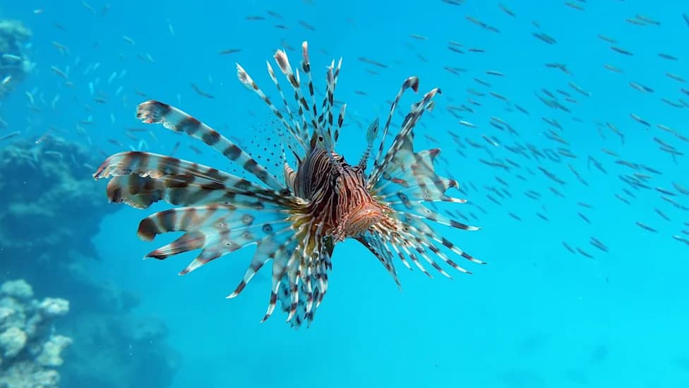 Na Kipru lavovske ribe završavaju na jelovniku — Mediteran se brzo menja