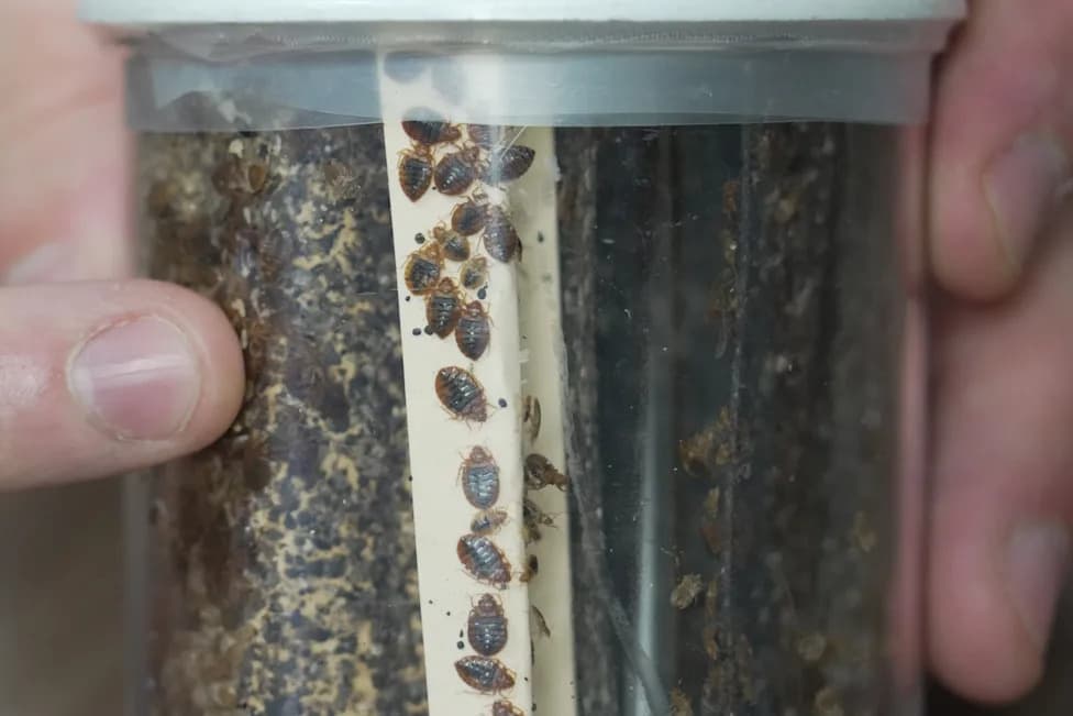Stjenice Se Vraćaju — Kako Ih Prepoznati, Sprečiti Infestaciju i Šta Znati O MRSA