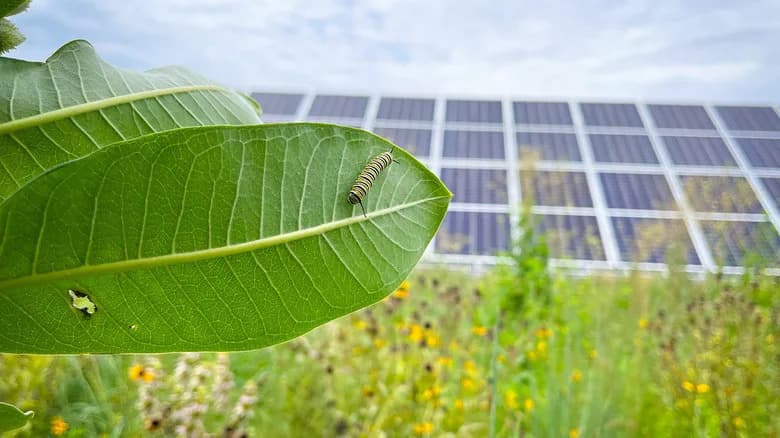 Solarne farme brzo obnavljaju staništa: pčele se vraćaju za manje od četiri godine