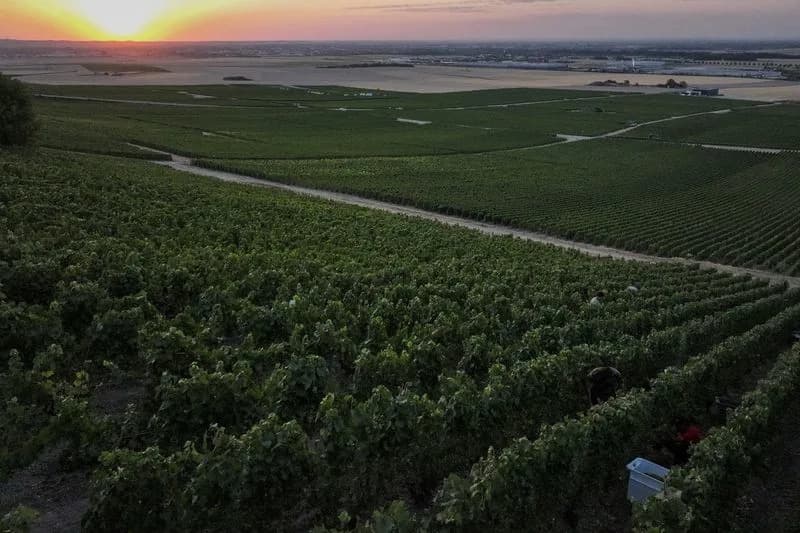 Rekordno Rano: Kako Klimatske Promene Mеnjaju Berbu Šampanjca u Francuskoj
